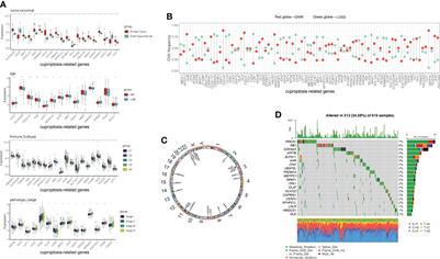 The characterization of tumor microenvironment infiltration and the construction of predictive index based on cuproptosis-related gene in primary lung adenocarcinoma